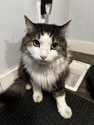 Found/Stray Unknown Cat last seen Near Cliff rd and 77, Eagan, MN 55122