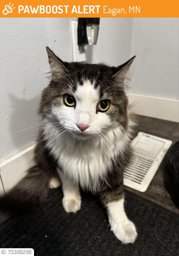 Found/Stray Unknown Cat last seen Near Cliff rd and 77, Eagan, MN 55122