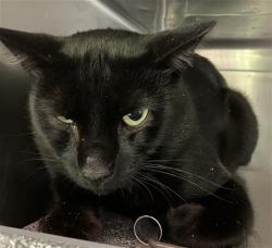 Shelter Stray Male Cat last seen Near BLK ORANGE AVE. LONG BEACH CA 90813, 7700 E Spring St, Long Beach, CA 90815, USA