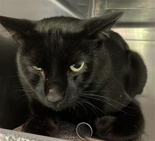 Shelter Stray Male Cat last seen Near BLK ORANGE AVE. LONG BEACH CA 90813, 7700 E Spring St, Long Beach, CA 90815, USA