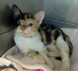 Shelter Stray Female Cat last seen Near BLOCK DAISY AVE, LONG BEACH CA, 7700 E Spring St, Long Beach, CA 90815, USA