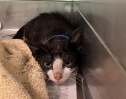 Shelter Stray Male Cat last seen Near BLK ROSE AVE, LONG BEACH, CA 90813, 7700 E Spring St, Long Beach, CA 90815, USA