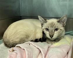 Shelter Stray Male Cat last seen Near BLK CERRITOS AVE, LONG BEACH, CA 90805, 7700 E Spring St, Long Beach, CA 90815, USA