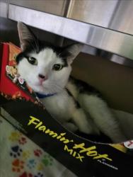 Shelter Stray Male Cat last seen , 1850 W 60th St, Los Angeles, CA 90047, USA