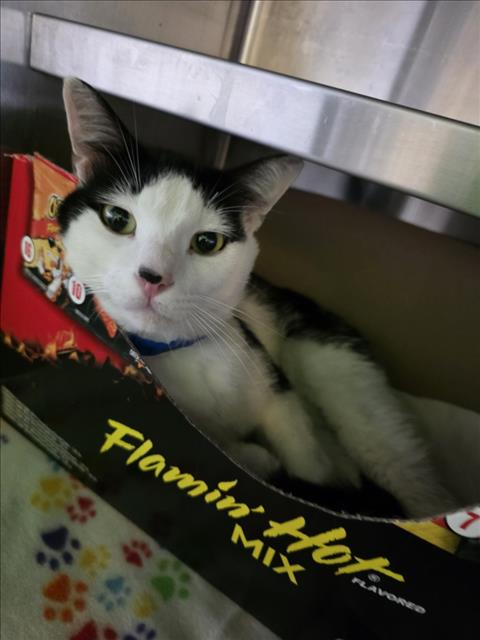 Shelter Stray Male Cat last seen , 1850 W 60th St, Los Angeles, CA 90047, USA