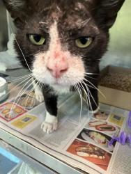 Shelter Stray Male Cat last seen Near BLOCK ROSE AVE LONG BEACH CA 90813, 7700 E Spring St, Long Beach, CA 90815, USA