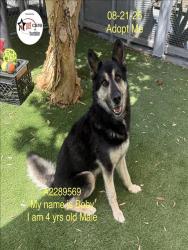 Shelter Stray Male Dog last seen , 1850 W 60th St, Los Angeles, CA 90047, USA