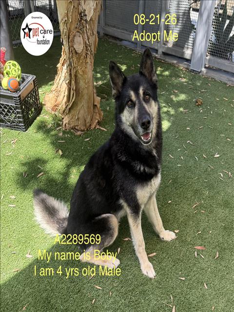 Shelter Stray Male Dog last seen , 1850 W 60th St, Los Angeles, CA 90047, USA