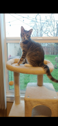 Lost Male Cat last seen E. Cambridge and Ferger near Fresno Highschool, Fresno, CA 93704