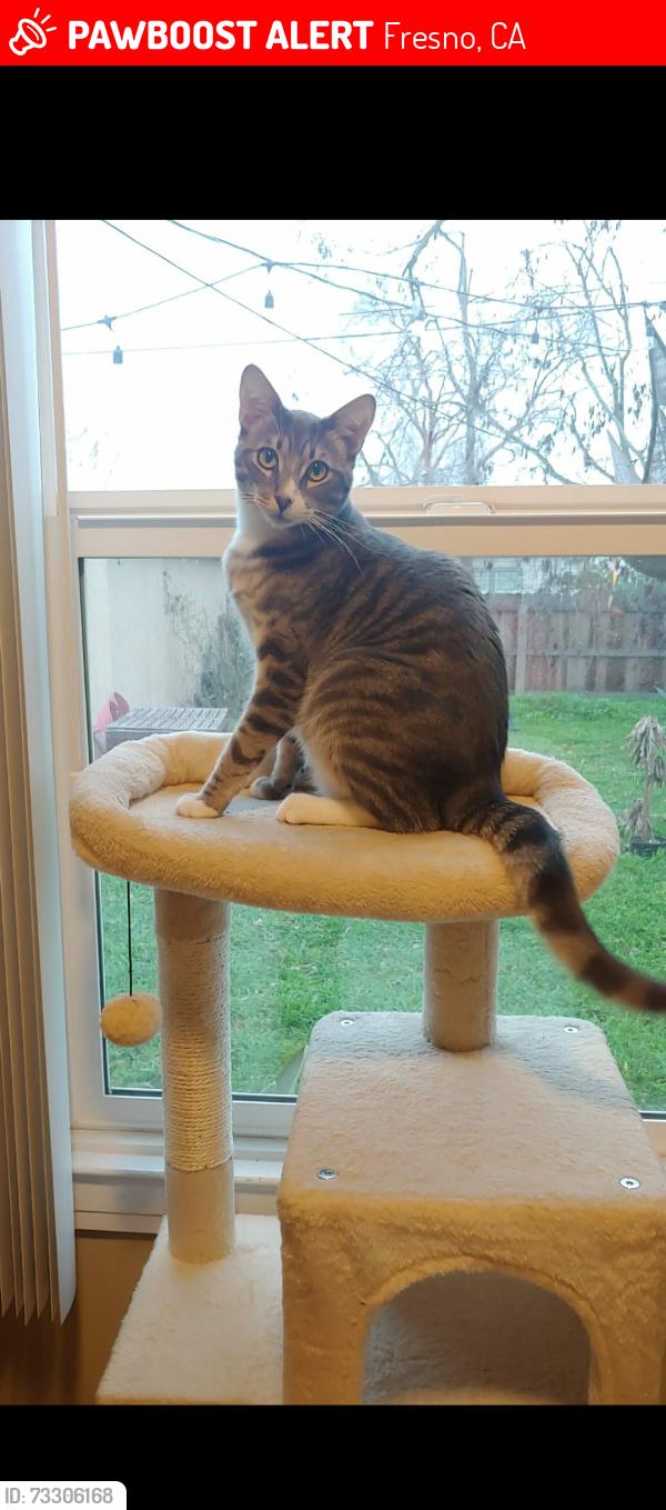 Lost Male Cat last seen E. Cambridge and Ferger near Fresno Highschool, Fresno, CA 93704