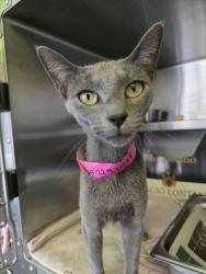 Shelter Stray Female Cat last seen , 1850 W 60th St, Los Angeles, CA 90047, USA