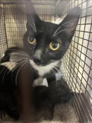 Shelter Stray Female Cat last seen , 1850 W 60th St, Los Angeles, CA 90047, USA