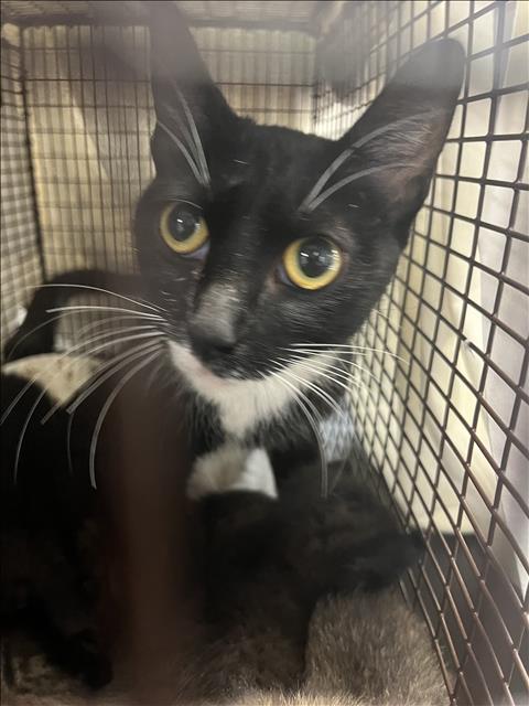 Shelter Stray Female Cat last seen , 1850 W 60th St, Los Angeles, CA 90047, USA