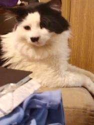 Lost Male Cat last seen Spotted hiding near North Richmond Station by friend but was frightened and ran, Richmond, VIC 3121