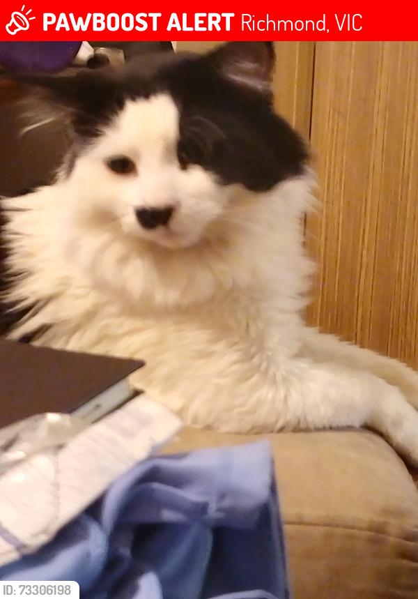 Lost Male Cat last seen Spotted hiding near North Richmond Station by friend but was frightened and ran, Richmond, VIC 3121