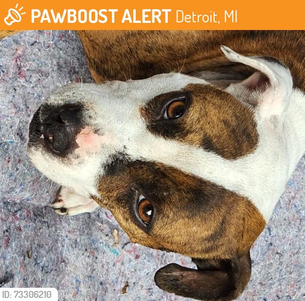 Found/Stray Female Dog last seen Wyoming & Midland, Detroit, MI 48238