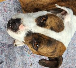 Found/Stray Female Dog last seen Wyoming & Midland, Detroit, MI 48238
