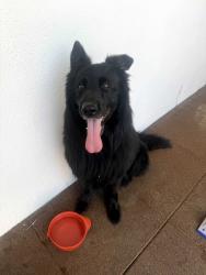 Reunited Male Dog last seen Well Drive and Casa Drive, Los Angeles, CA 91356