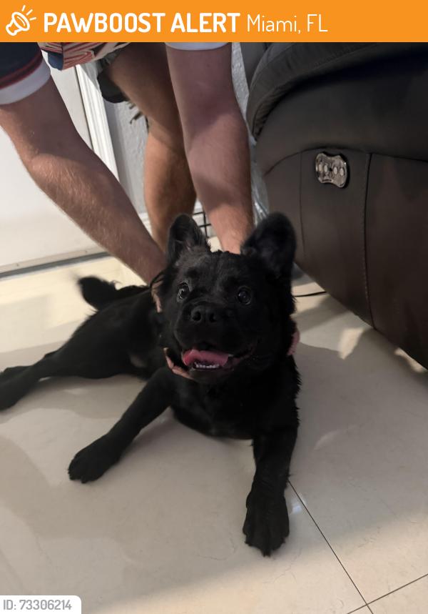 Found/Stray Unknown Dog last seen NW North River Dr & NW 17th Ave, Miami, FL 33125