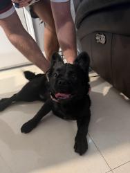 Found/Stray Unknown Dog last seen NW North River Dr & NW 17th Ave, Miami, FL 33125