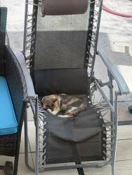 Reunited Female Cat last seen debbie Ln, Houston, TX 77038