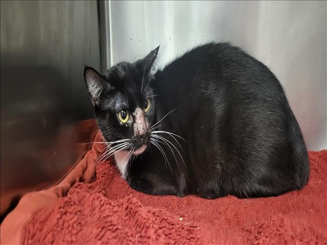 Shelter Stray Female Cat last seen , 14409 Vanowen St, Van Nuys, CA 91405, USA