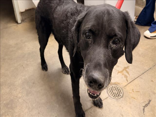 Shelter Stray Male Dog last seen , 14409 Vanowen St, Van Nuys, CA 91405, USA