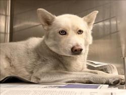 Shelter Stray Female Dog last seen , 14409 Vanowen St, Van Nuys, CA 91405, USA