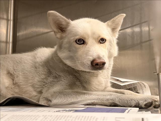 Shelter Stray Female Dog last seen , 14409 Vanowen St, Van Nuys, CA 91405, USA