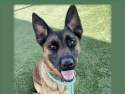 Shelter Stray Female Dog last seen , 957 N Gaffey St, San Pedro, CA 90731, USA