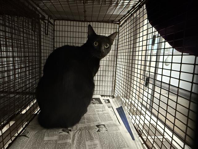 Shelter Stray Female Cat last seen , 14409 Vanowen St, Van Nuys, CA 91405, USA