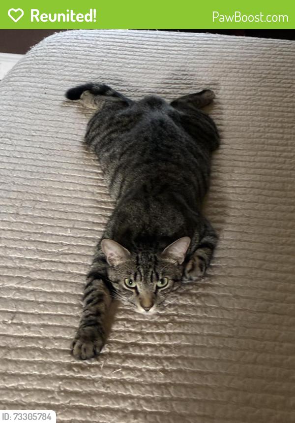 Reunited Male Cat last seen Fiddlers Glen, Winston-Salem, NC 27127