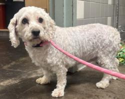 Shelter Stray Female Dog last seen , 957 N Gaffey St, San Pedro, CA 90731, USA