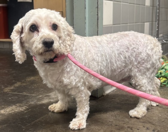 Shelter Stray Female Dog last seen , 957 N Gaffey St, San Pedro, CA 90731, USA