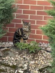 Found/Stray Unknown Cat last seen Ranch and Jack, Clayton, NC 27520