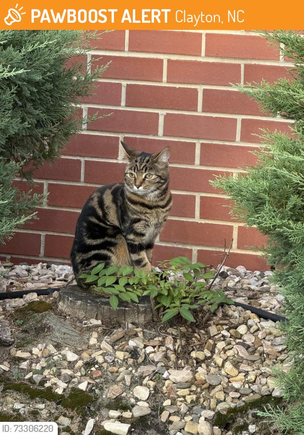 Found/Stray Unknown Cat last seen Ranch and Jack, Clayton, NC 27520