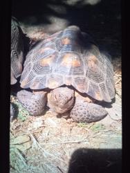 Lost Female Other last seen 9th Street near Pipeline, San Bernardino County, CA 91766