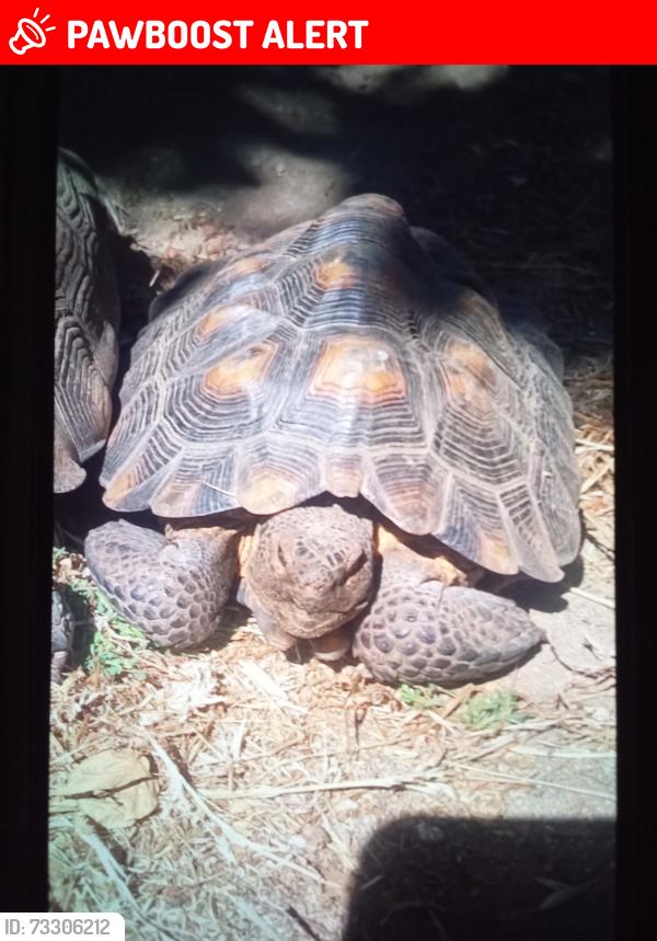 Lost Female Other last seen 9th Street near Pipeline, San Bernardino County, CA 91766