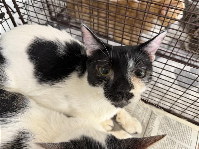 Shelter Stray Female Cat last seen , 957 N Gaffey St, San Pedro, CA 90731, USA