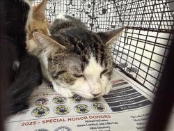 Shelter Stray Male Cat last seen , 957 N Gaffey St, San Pedro, CA 90731, USA