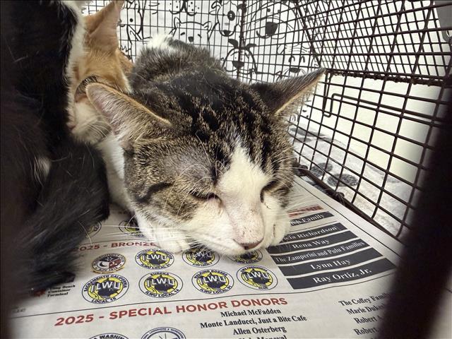 Shelter Stray Male Cat last seen , 957 N Gaffey St, San Pedro, CA 90731, USA