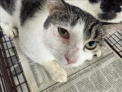 Shelter Stray Male Cat last seen , 957 N Gaffey St, San Pedro, CA 90731, USA