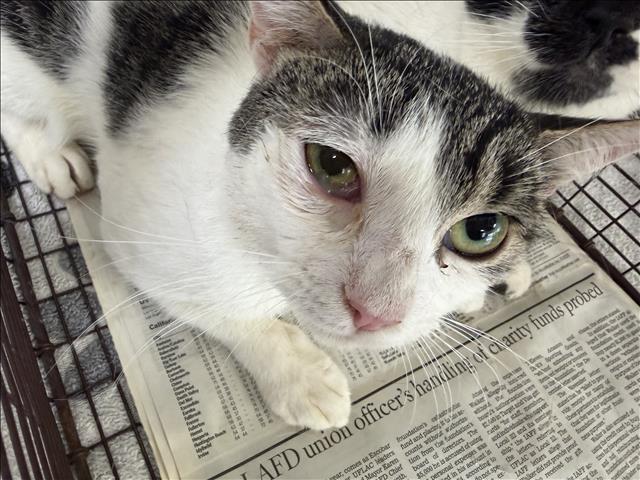 Shelter Stray Male Cat last seen , 957 N Gaffey St, San Pedro, CA 90731, USA