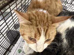 Shelter Stray Male Cat last seen , 957 N Gaffey St, San Pedro, CA 90731, USA