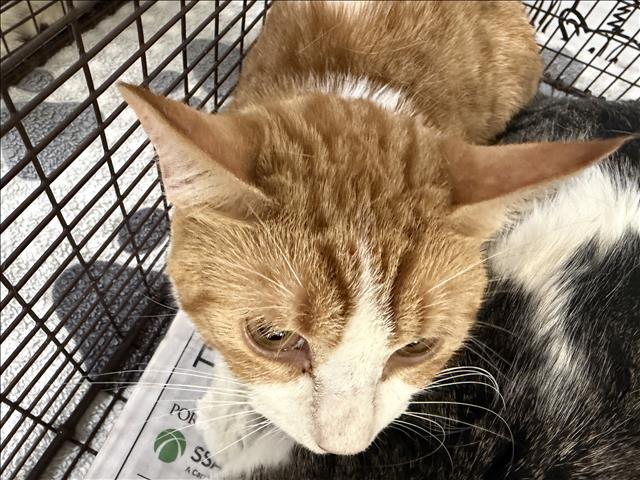 Shelter Stray Male Cat last seen , 957 N Gaffey St, San Pedro, CA 90731, USA