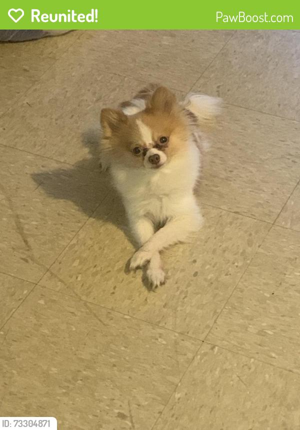 Reunited Female Dog last seen Slatewood and lafferty, Fort Worth, TX 76179