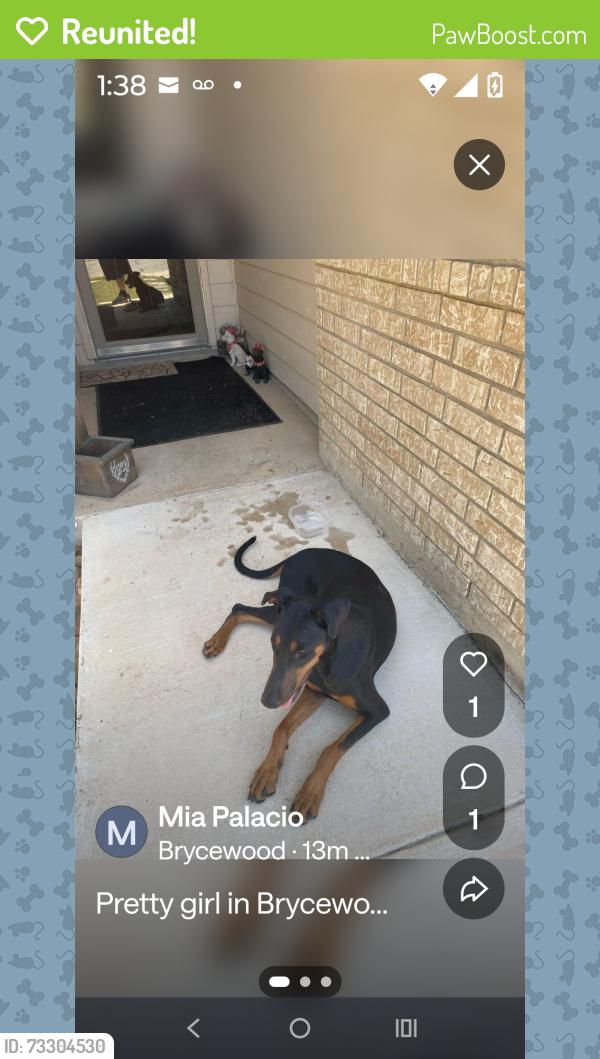 Reunited Female Dog last seen Brycewood subdivision, San Antonio, TX 78251