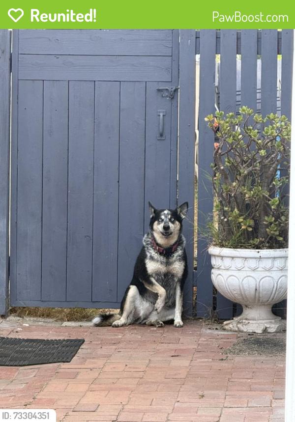 Reunited Female Dog last seen Near W Point Loma Blvd, San Diego, CA 92107, USA, San Diego, CA 92107