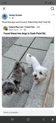 Reunited Female Dog last seen Dashpoint Rd, Federal Way, WA 98023