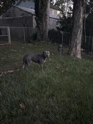 Found/Stray Female Dog last seen Near Gibbs dr, Knoxville, TN 37918